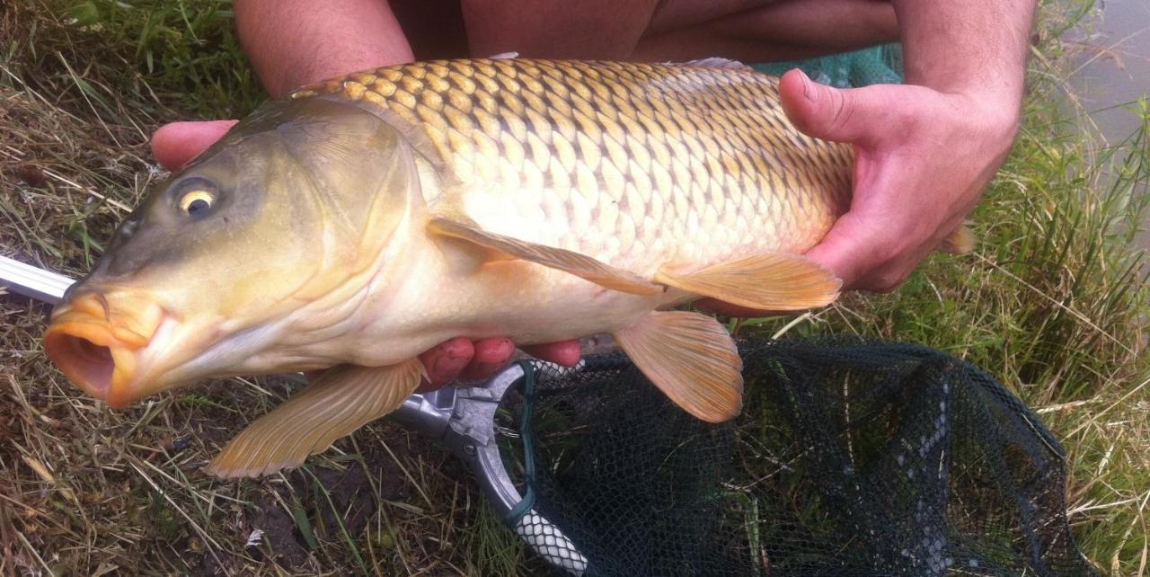 Диброва Dibrova  Luaran gambar